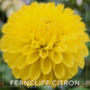 Ferncliff Citron Ferncliff Citron Dahlia Flower #574