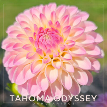 Tahoma Odyssey Dahlia Flower #580