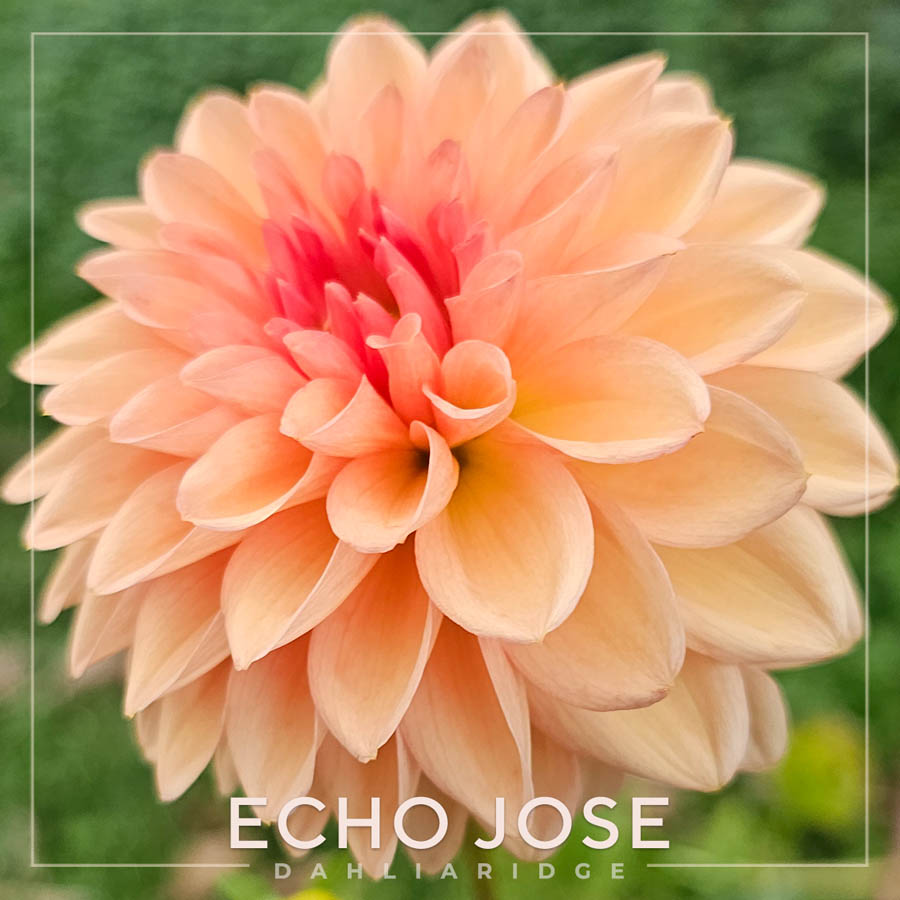 Echo Jose Dahlia Flower #594