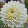 Bowser Cloud Flower #652