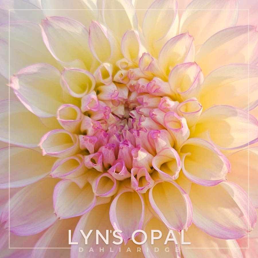Lyn's Opal Dahlia Flower #653