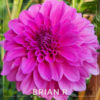 Brian R Dahlia Flower #684