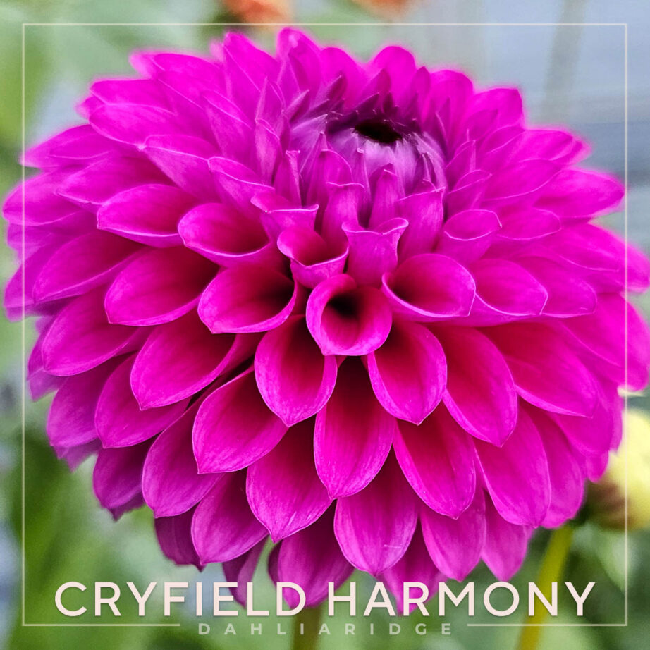 Cryfield Harmony Dahlia Flower #691