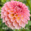 Westerton Pearl Dahlia Flower #700