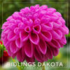 Ridling's Dakota Dahlia Flower #725