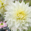 Netherton Ross Dahlia Flower #797