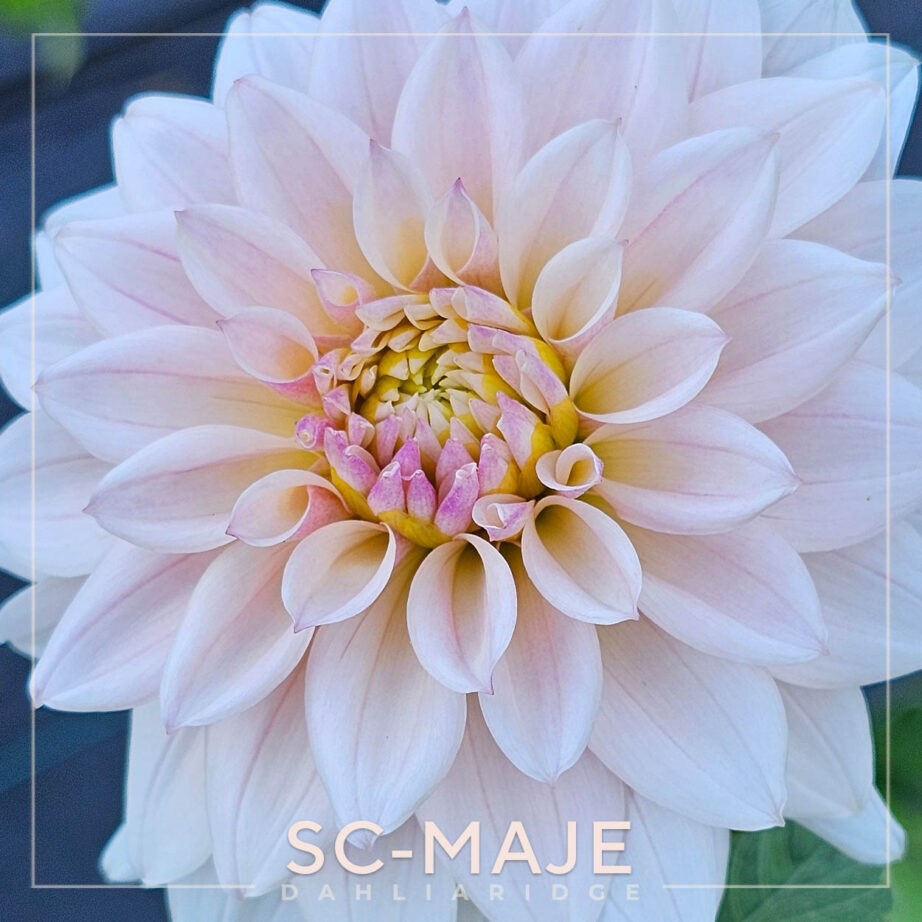 SC-MAJE – Dahlia Ridge