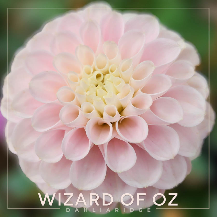Wizard of Oz Dahlia Flower #99